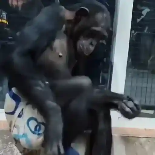 monos y changuitos ⁴ 🐒🦍🦧