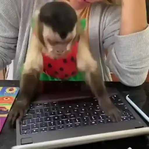 monos y changuitos ⁴ 🐒🦍🦧
