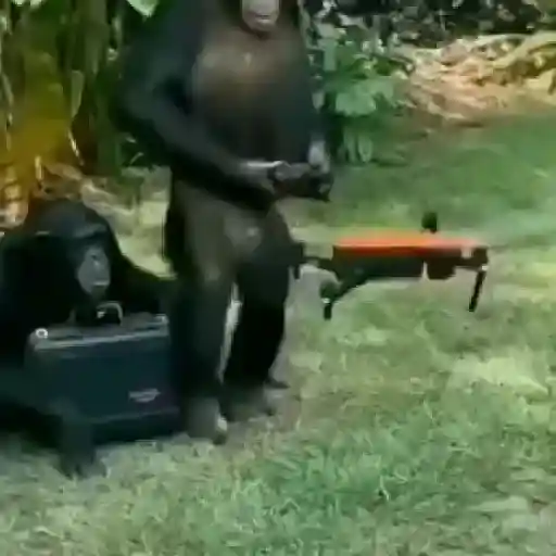 monos y changuitos ⁴ 🐒🦍🦧