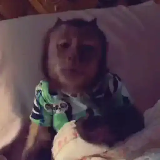 monos y changuitos ⁴ 🐒🦍🦧