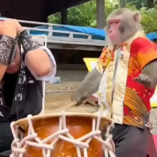 monos y changuitos ⁴ 🐒🦍🦧