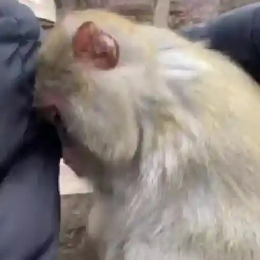 monos y changuitos ⁴ 🐒🦍🦧
