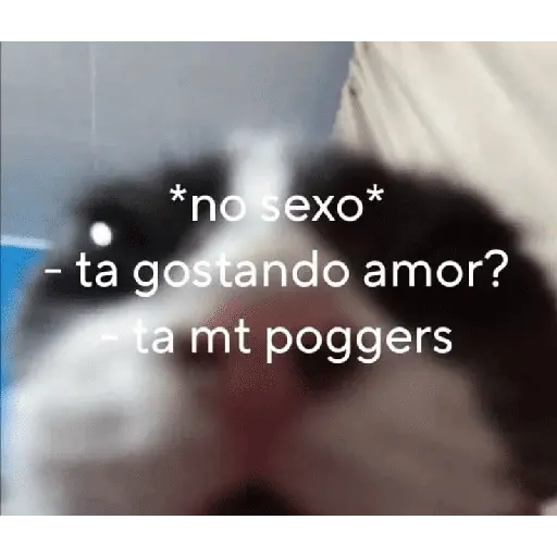 Vamos de sapecagens