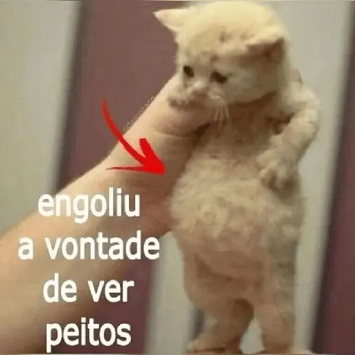 Vamos de sapecagens