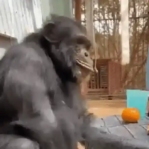monos changuitos 🦧 🦍🐒
