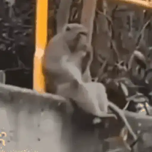 monos changuitos 🦧 🦍🐒