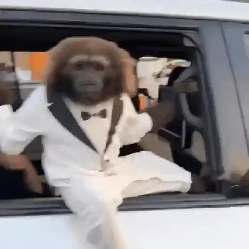 monos changuitos 🦧 🦍🐒