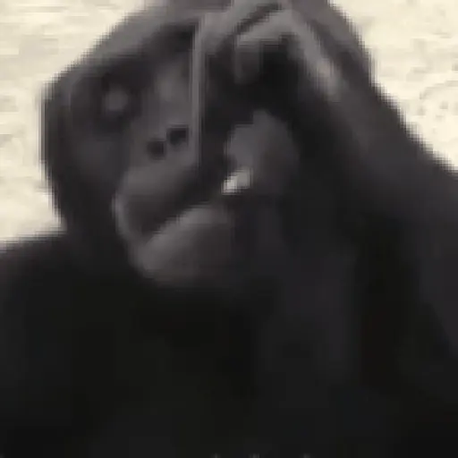 monos changuitos 🦧 🦍🐒