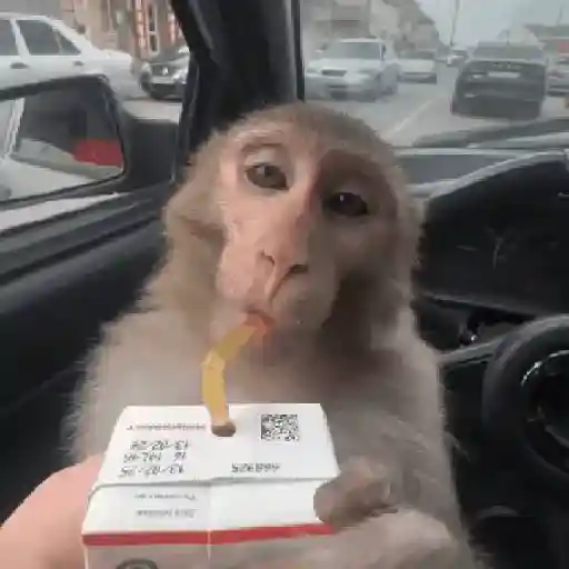 monos changuitos 🦧 🦍🐒