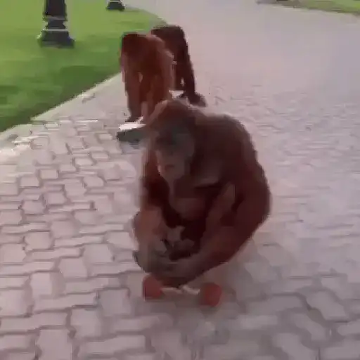 monos changuitos 🦧 🦍🐒