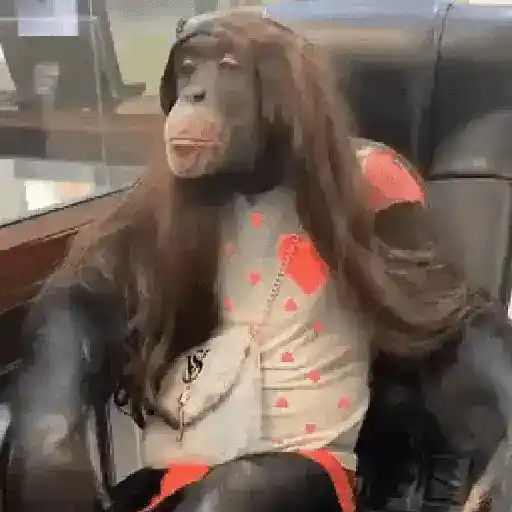 monos changuitos 🦧 🦍🐒