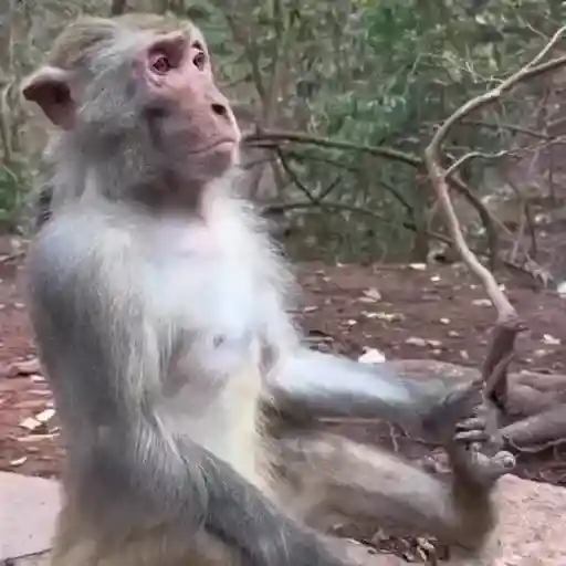 monos changuitos 🦧 🦍🐒