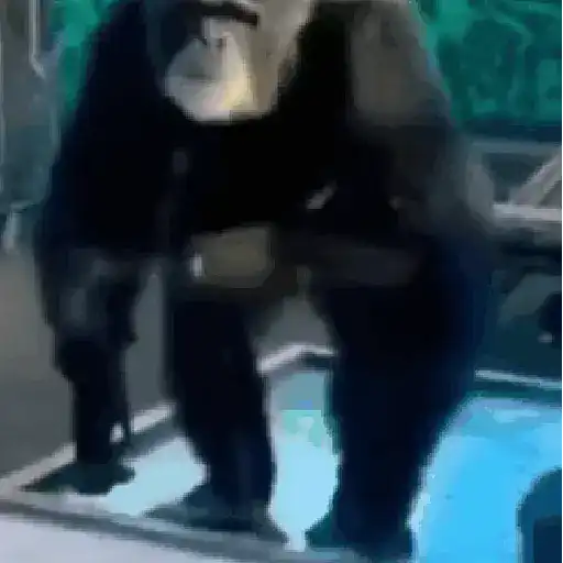 monos changuitos 🦧 🦍🐒