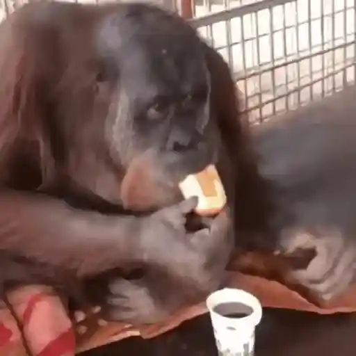 monos changuitos 🦧 🦍🐒