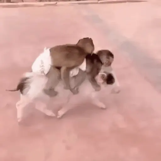 monos changuitos 🦧 🦍🐒