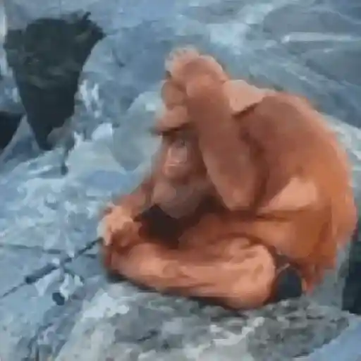 monos changuitos 🦧 🦍🐒