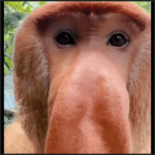 🙈•MONOS•🐒