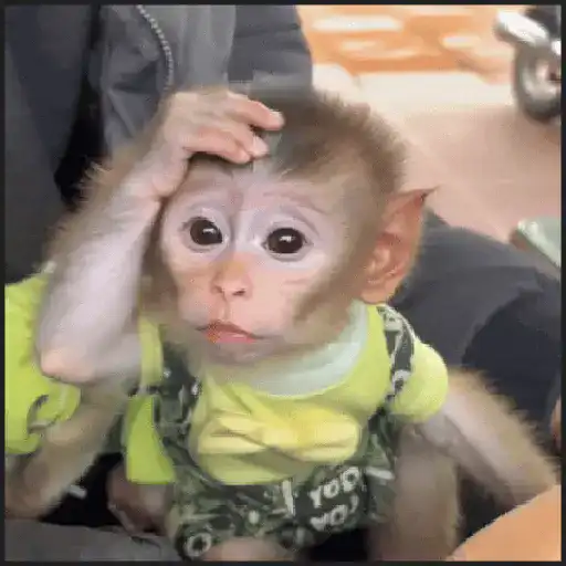 🙈•MONOS•🐒