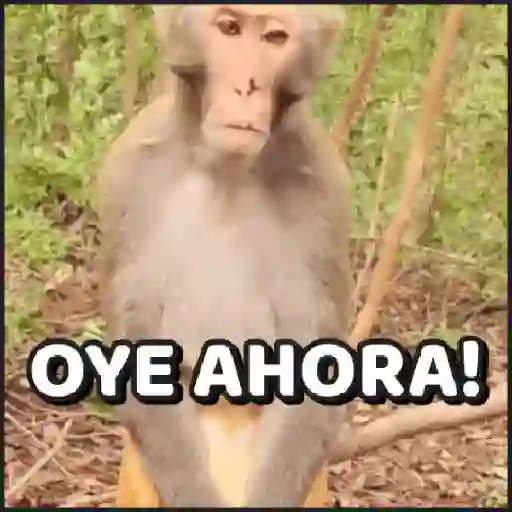 🙈•MONOS•🐒