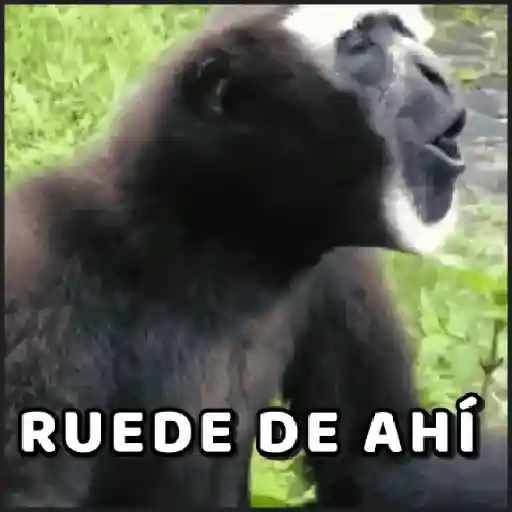 🙈•MONOS•🐒