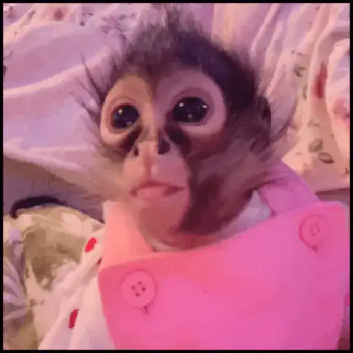 🙈•MONOS•🐒