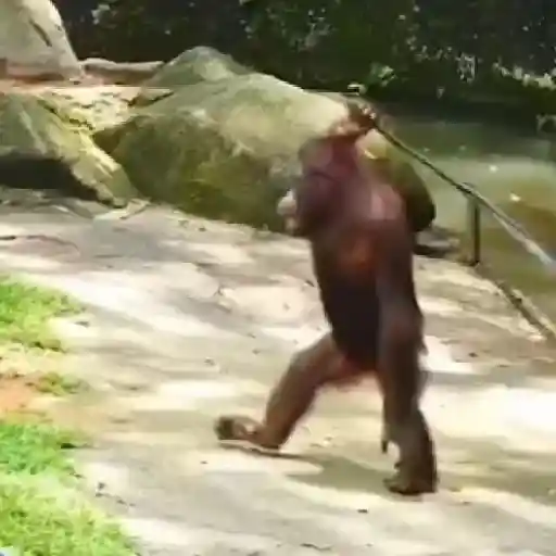 monos changuitos ³ 🦧🐒🦍