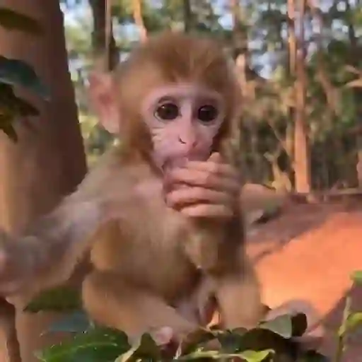 monos changuitos ³ 🦧🐒🦍