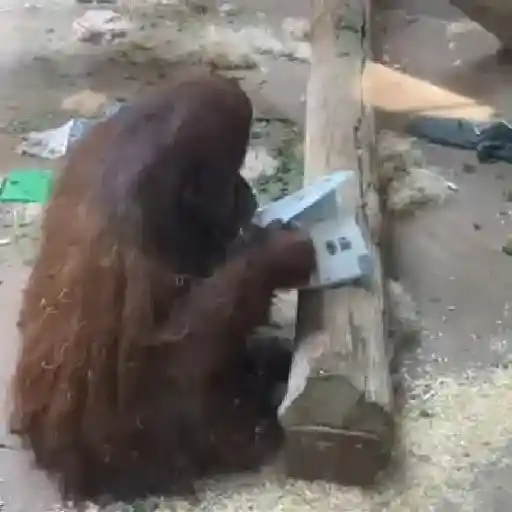 monos changuitos ³ 🦧🐒🦍