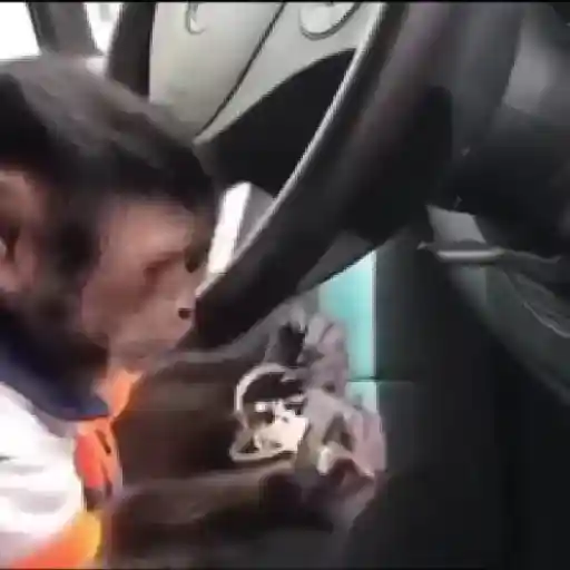 monos changuitos ³ 🦧🐒🦍