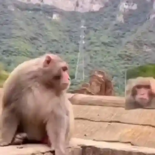 monos changuitos ³ 🦧🐒🦍