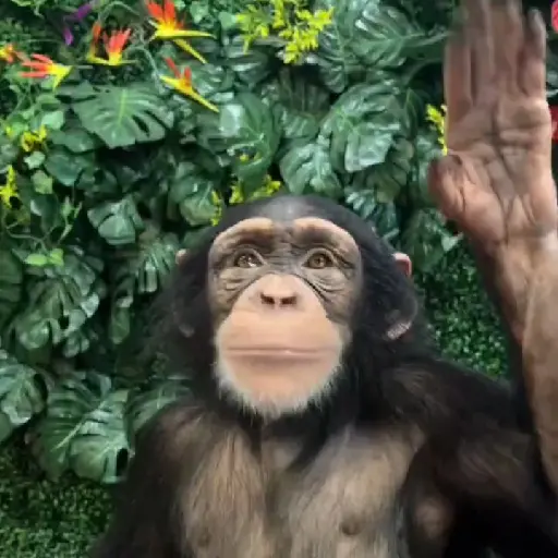 monos changuitos ³ 🦧🐒🦍
