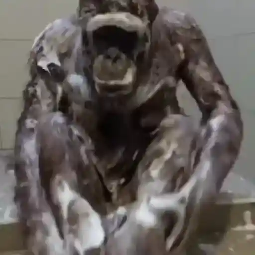 monos changuitos ³ 🦧🐒🦍