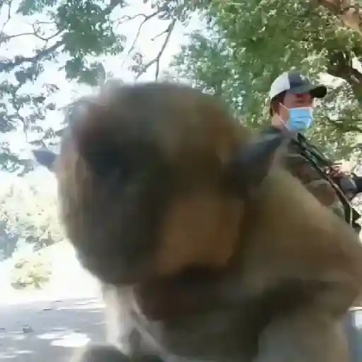 monos changuitos ³ 🦧🐒🦍