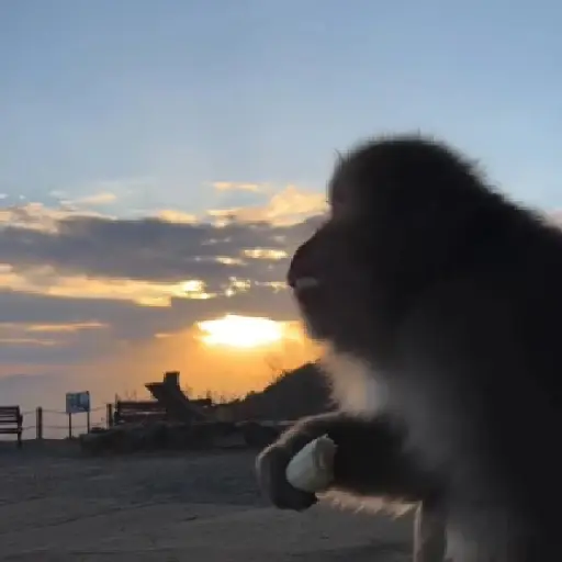 monos changuitos ³ 🦧🐒🦍