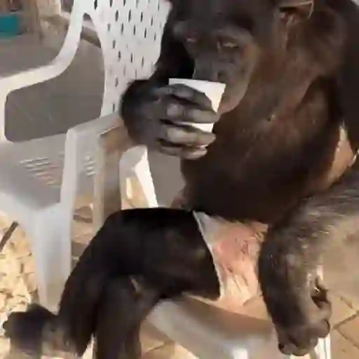 monos changuitos ³ 🦧🐒🦍