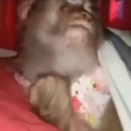 monos changuitos ³ 🦧🐒🦍