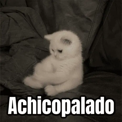 Memes - gatos bebes 🐱💕😂