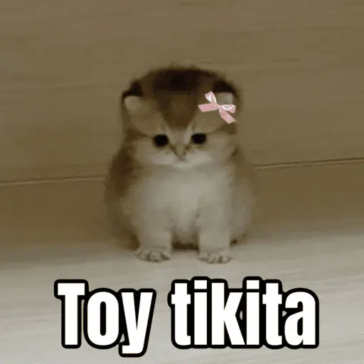 Memes - gatos bebes 🐱💕😂