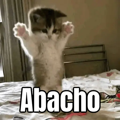 Memes - gatos bebes 🐱💕😂
