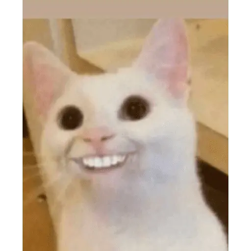 Memes - gatos bebes 🐱💕😂