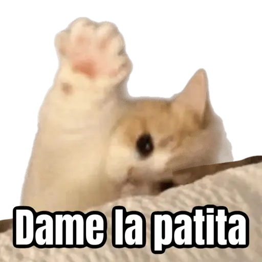 Memes - gatos bebes 🐱💕😂