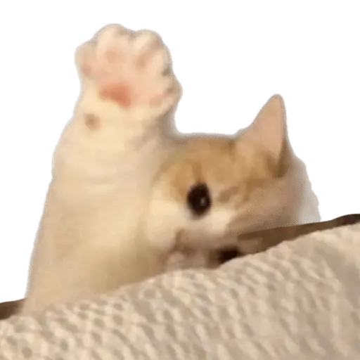 Memes - gatos bebes 🐱💕😂