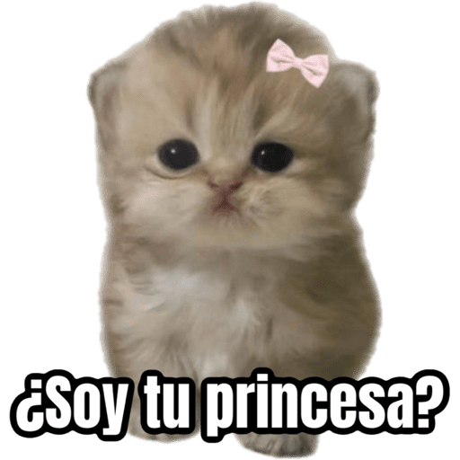 Memes - gatos bebes 🐱💕😂 preview