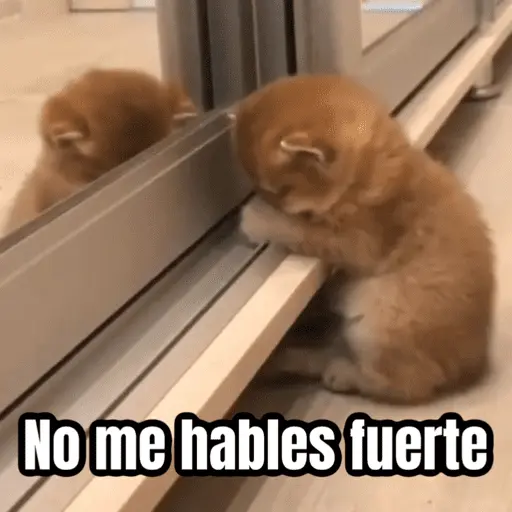 Memes - gatos bebes 🐱💕😂