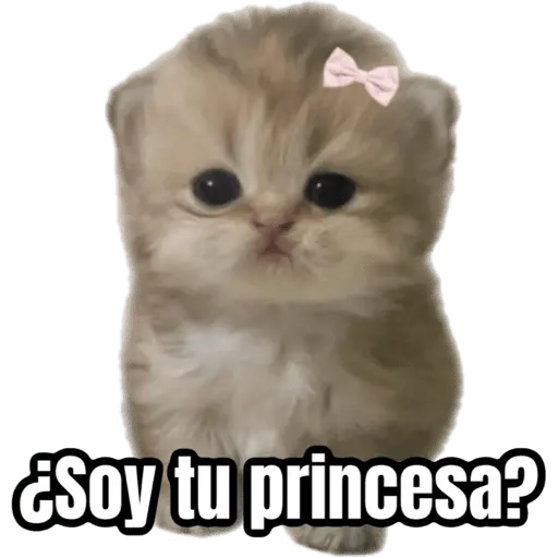 Memes - gatos bebes 🐱💕😂