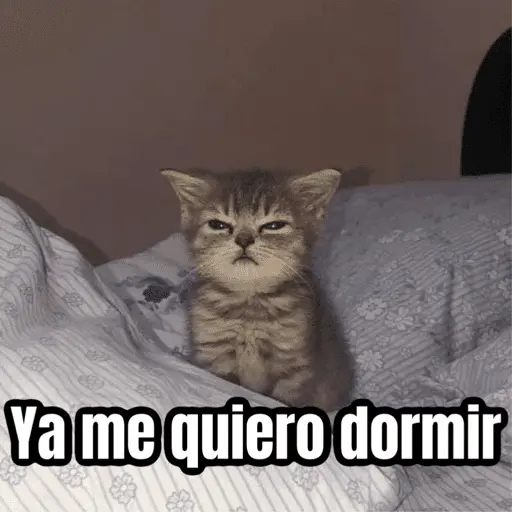 Memes - gatos bebes 🐱💕😂