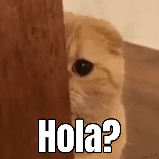 Memes - gatos bebes 🐱💕😂