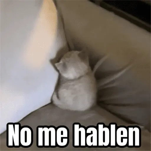 Memes - gatos bebes 🐱💕😂