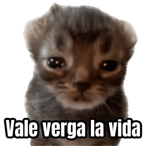 Memes - gatos bebes 🐱💕😂