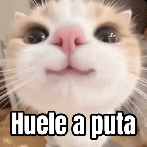 Memes - gatos bebes 🐱💕😂